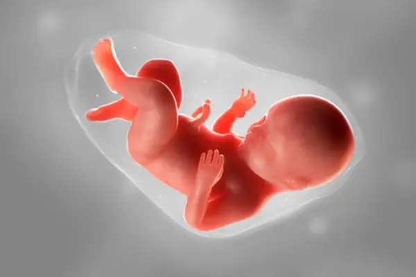 Ein Fötus in der 20. SSW. Statistiken zeigen, dass die meisten Babys um diese Zeit herum geboren werden.